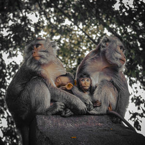 Monkey sitting on a tree