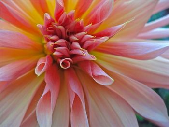 Close-up of pink flower