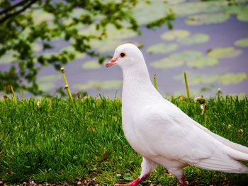 Close-up of seagull perching on a field