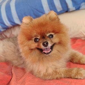 Portrait of dog lying on bed at home