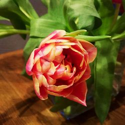 Close-up of red rose