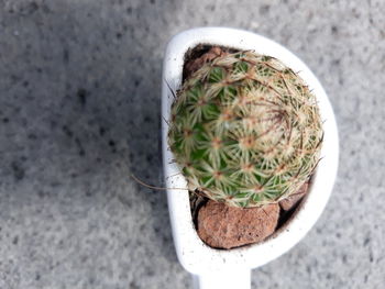 High angle view of potted cactus plant