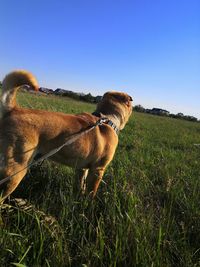 View of a dog on field