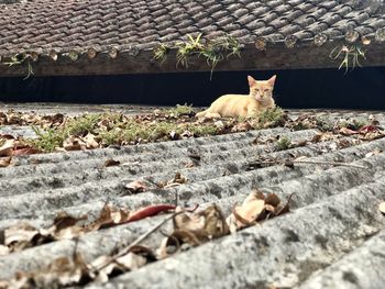 Cat sitting outdoors