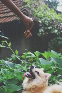 Man with dog against plants