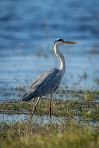 Grey heron