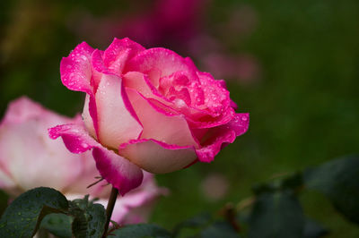 Close-up of pink rose