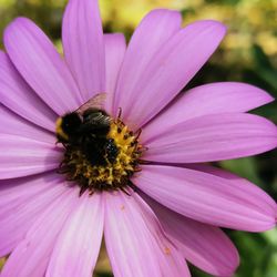 Close-up of honey bee pollinating on pink flower