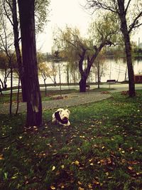 Reflection of trees in water