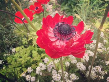 Close-up of red poppy flowers