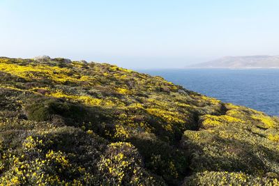 Scenic view of sea against clear sky