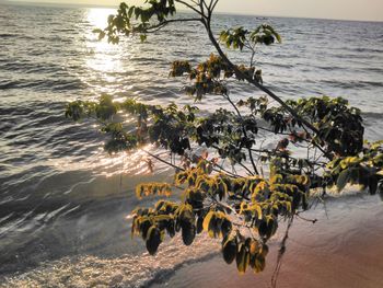 High angle view of trees on beach