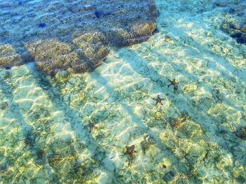 High angle view of coral in swimming pool