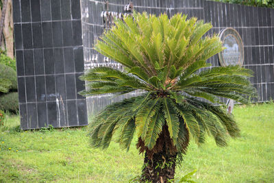 Coconut palm tree in field
