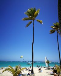 Palm trees on beach against clear blue sky