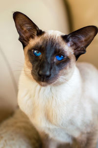 Portrait of siamese cat at home