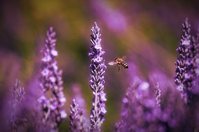 Honey bee on purple lavender 