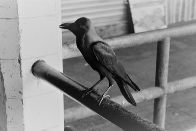 Close-up of bird perching outdoors