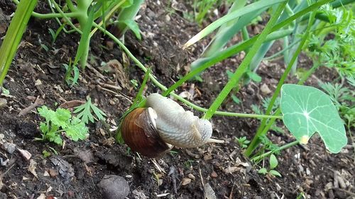 High angle view of snail on field