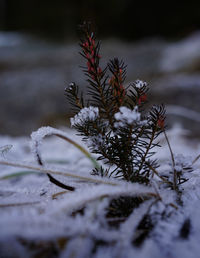 Close-up of snow covered pine tree