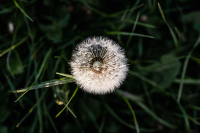 Close-up of dandelion on field