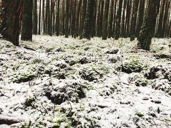 Snow covered trees in forest