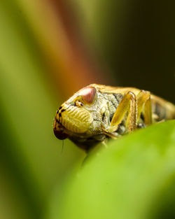 Close-up of insect on plant