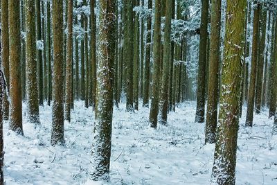 Snow covered trees in forest