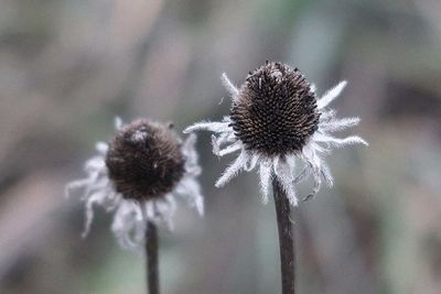 Close-up of wilted flower