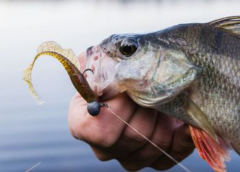 Close-up of hand holding fish