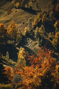 Trees in forest against sky during autumn