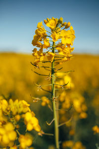 Close-up of fresh yellow flowering plant on field against sky