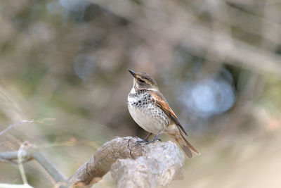 Close-up of bird perching on branch