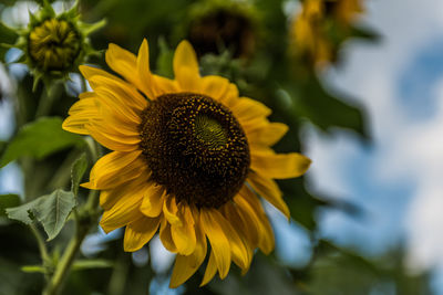 Close-up of sunflower