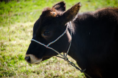 Close-up of horse on field