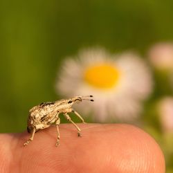 Close-up of insect on hand holding leaf