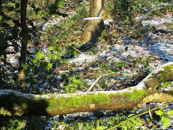 Trees growing on tree trunk