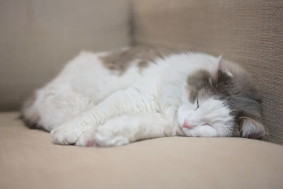 Close-up of white cat sleeping on sofa