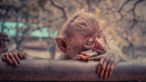 Close-up of monkey infant resting on railing