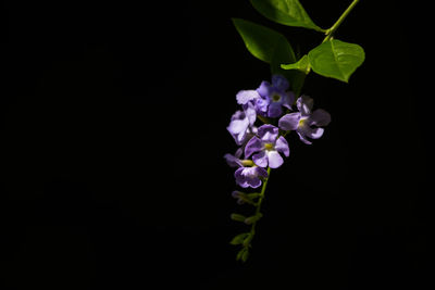 Close-up of purple flowers against black background