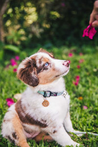 Dog looking away while relaxing on land