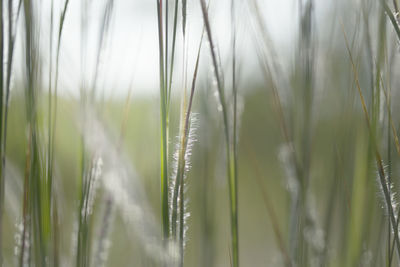 Close-up of wheat growing on field