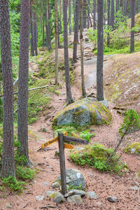 Trees growing in forest