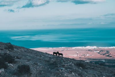 Dogs on mountain against sky