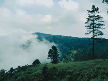 Trees on landscape against sky