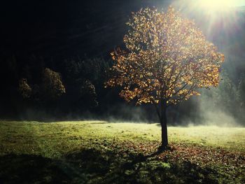 tree
