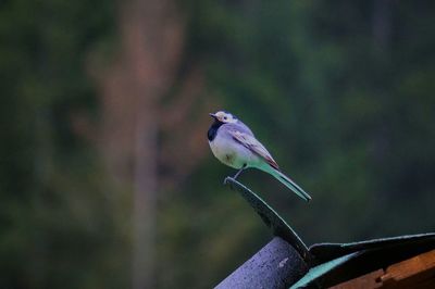 Close-up of bird perching on branch