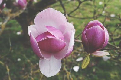 Close-up of pink rose