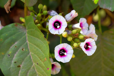 Close-up of pink flowering plant