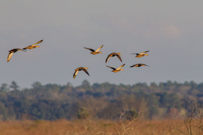 Flock of birds flying in the sky